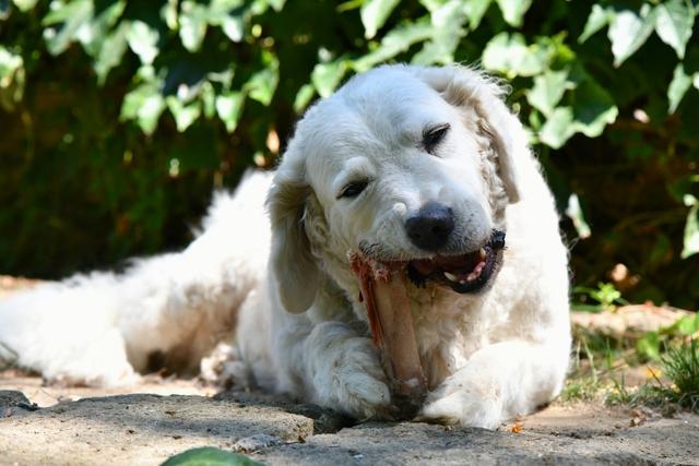 生肉喂狗有什么危害,狗狗能吃生肉和生骨头吗