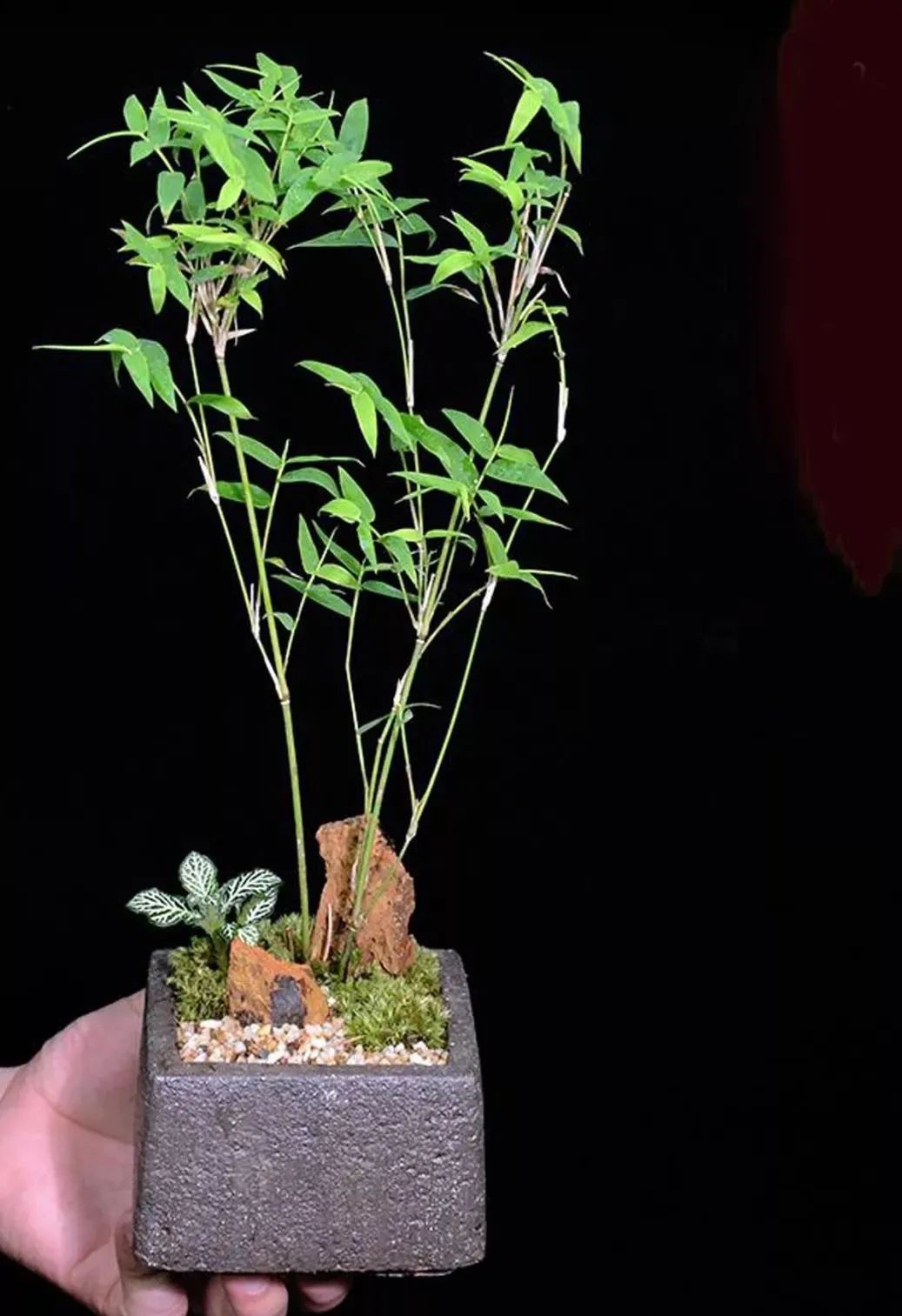 修剪过的凤尾竹长出新枝叶,修剪凤尾竹