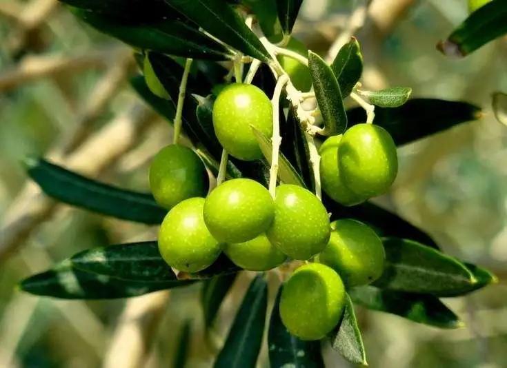 涂一次嫩一天，70年老国货里挖到的宝贝面霜，不停产就偷着笑吧