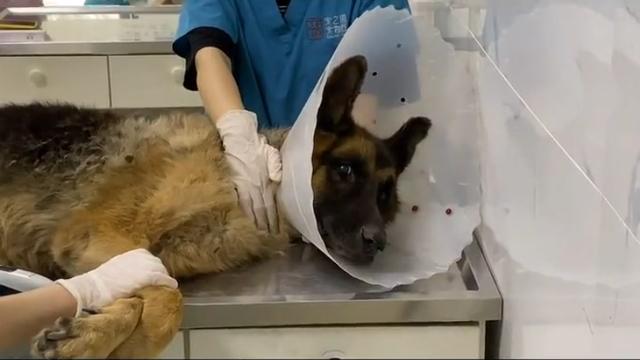 忠犬守去世主人,忠犬守在去世主人家门口