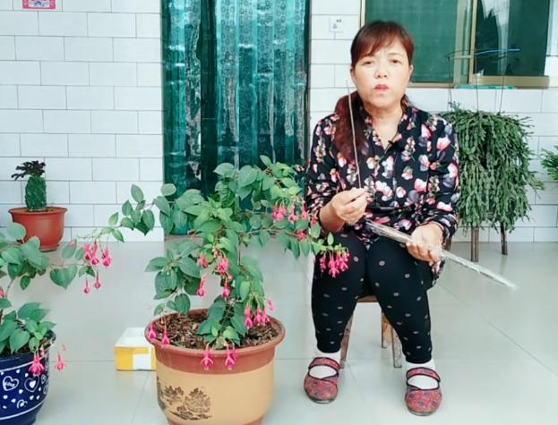 想要倒挂*钟金**不招飞虫？不用农药和烟头水，只要用它就可以搞定