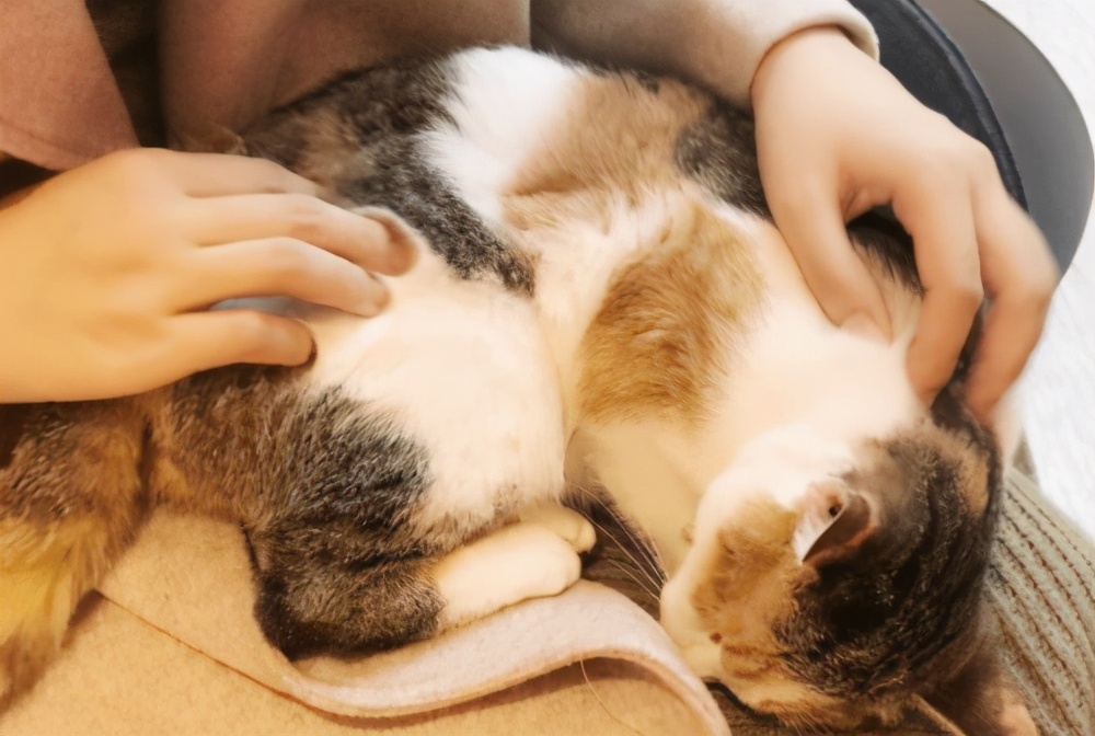 猫咪反群,猫咪反食怎么办