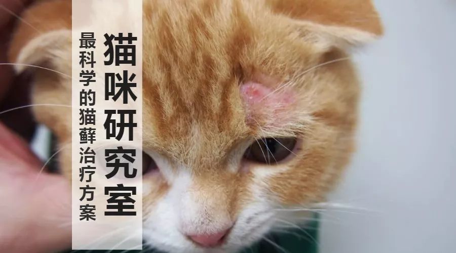 颠覆你对药治病认知,猫癣如何治疗才彻底治好