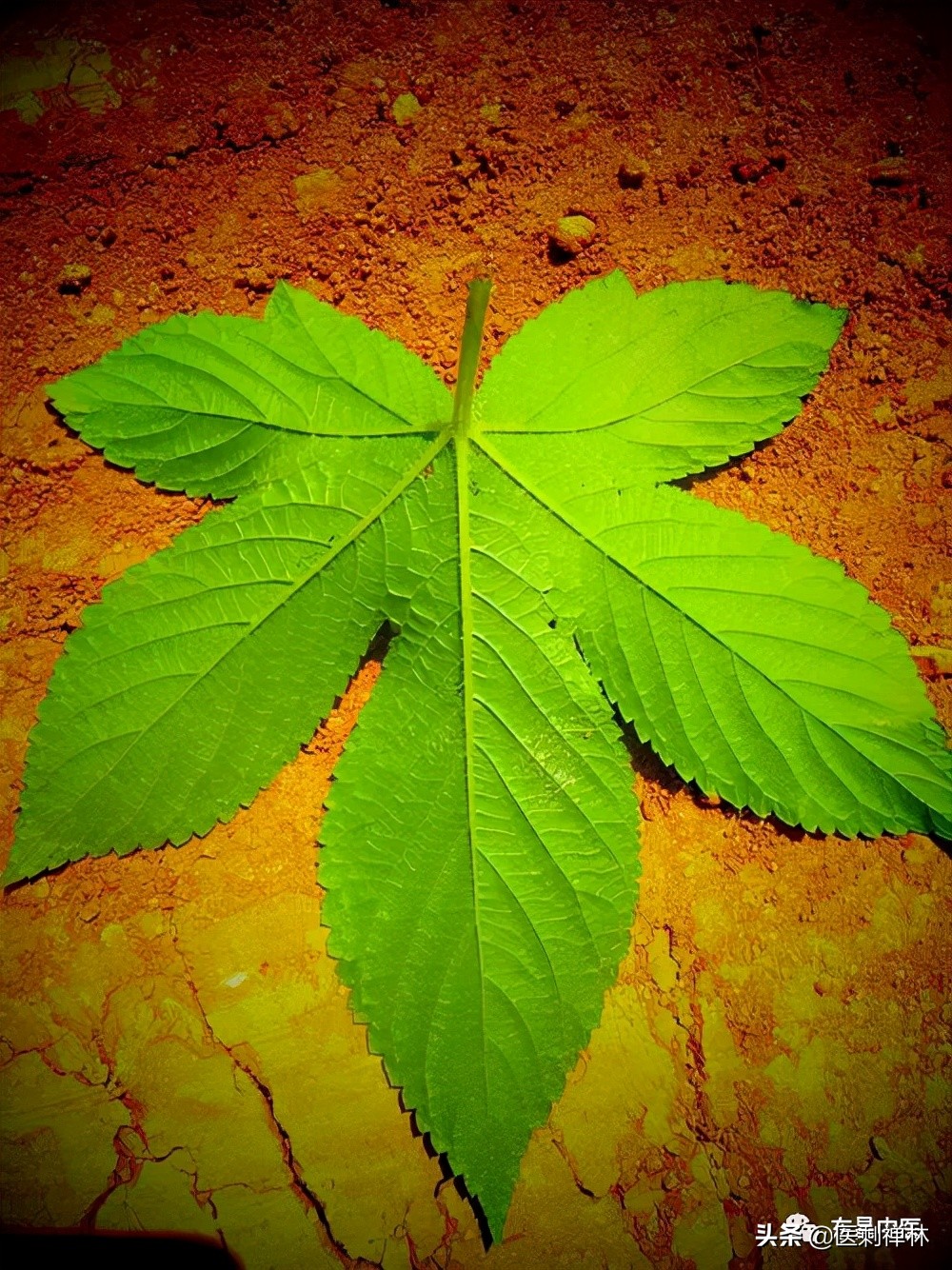 拉拉秧加艾草煮水泡脚能治腹泻吗,拉拉秧煮水能治宝宝拉肚子吗