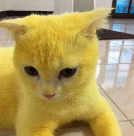 白猫染色皮卡丘,白猫染色成皮卡丘
