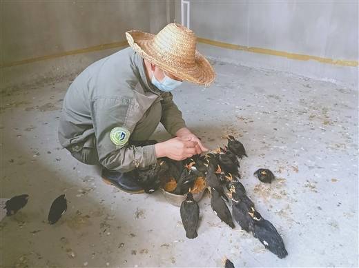 小鸟受伤怎么救治,小鸟受伤了怎么给自己治病