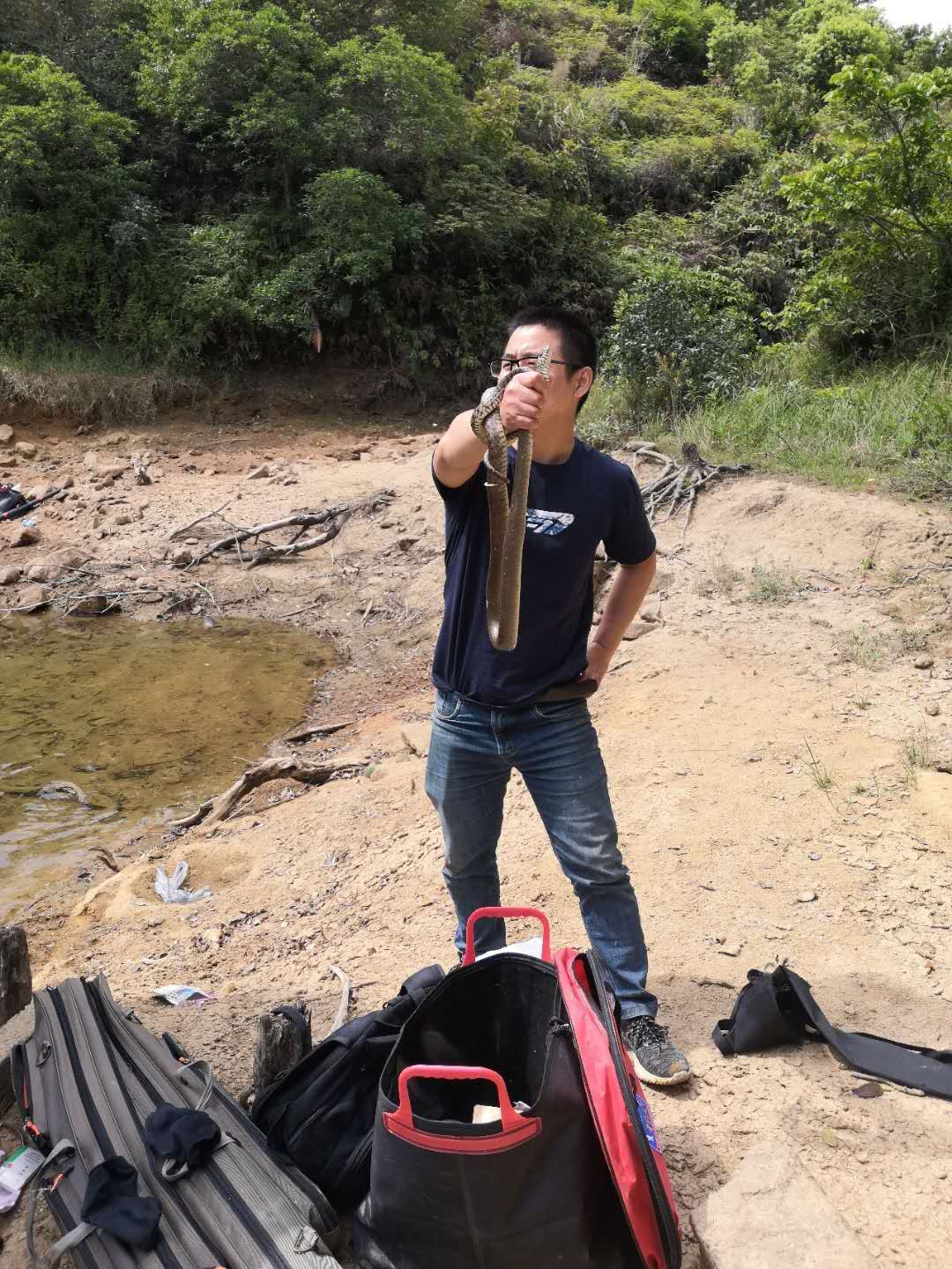 如何分辨毒蛇与无毒蛇,如何判断毒蛇和无毒蛇