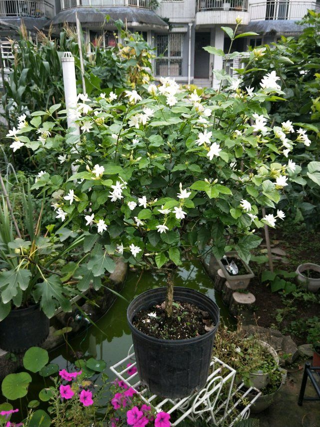 养好茉莉的技巧与方法,茉莉怎么养爆盆