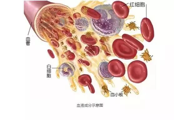 关于血常规的检查知识,关于血常规的视频
