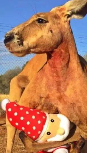 澳洲网红袋鼠去世,网红袋鼠离世