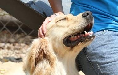 让狗狗开心的六件事｜铲屎官快码住吧