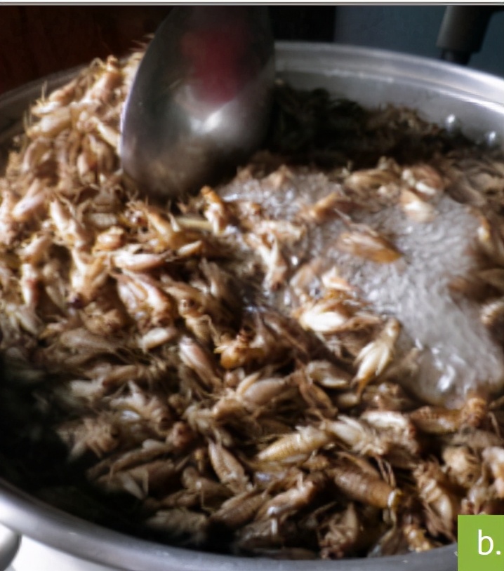 食用蟋蟀养殖赚钱吗农村,食用蟋蟀养殖