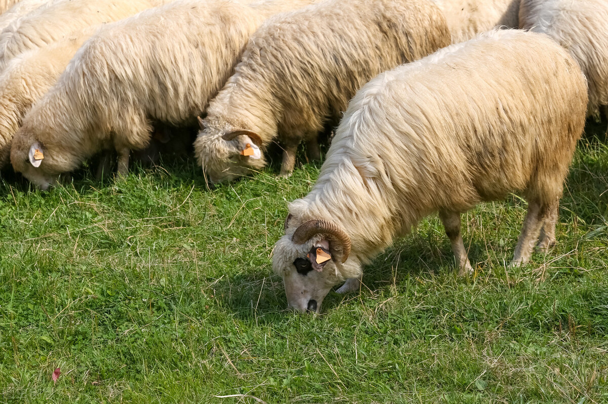 羊养殖的常见问题技术知识,羊养殖可行性方案