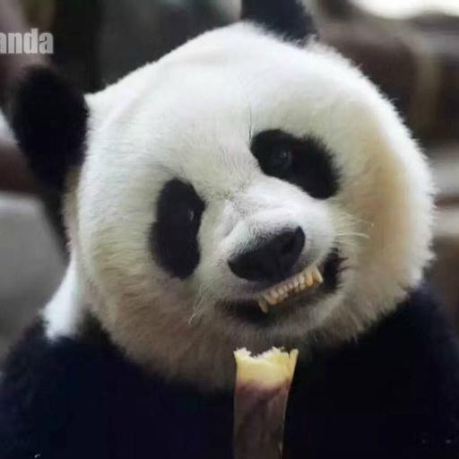 大熊猫在外国有多红,大熊猫外国人印象