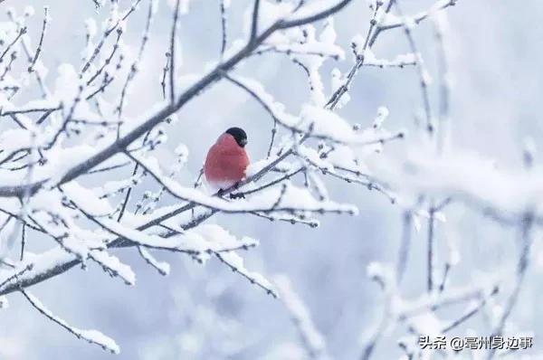 亳州市冬天的雪,亳州冷雪