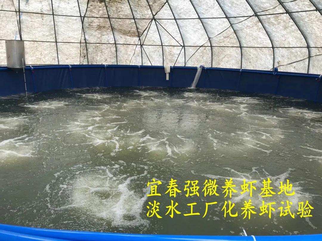 海白虾养虾技术新手入门,养海虾的技术和方法