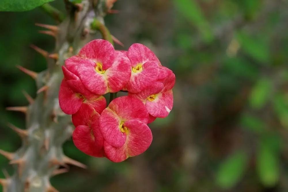 「识花儿」虎刺梅