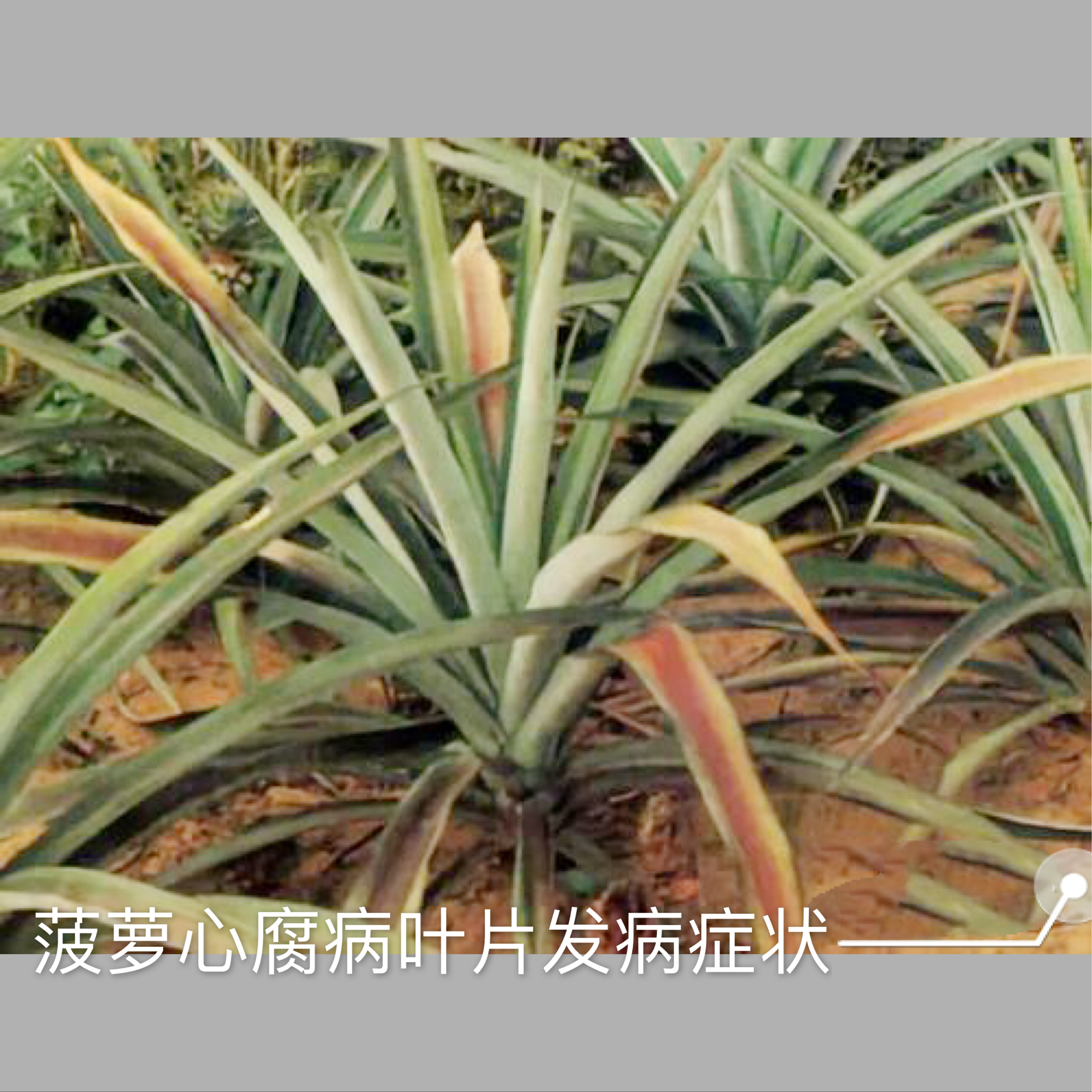 菠萝心腐病的防治,高温天气预防茎基腐病