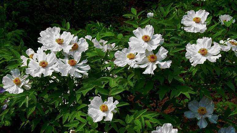 白牡丹中的牡丹王,白牡丹是白茶中的当家花旦