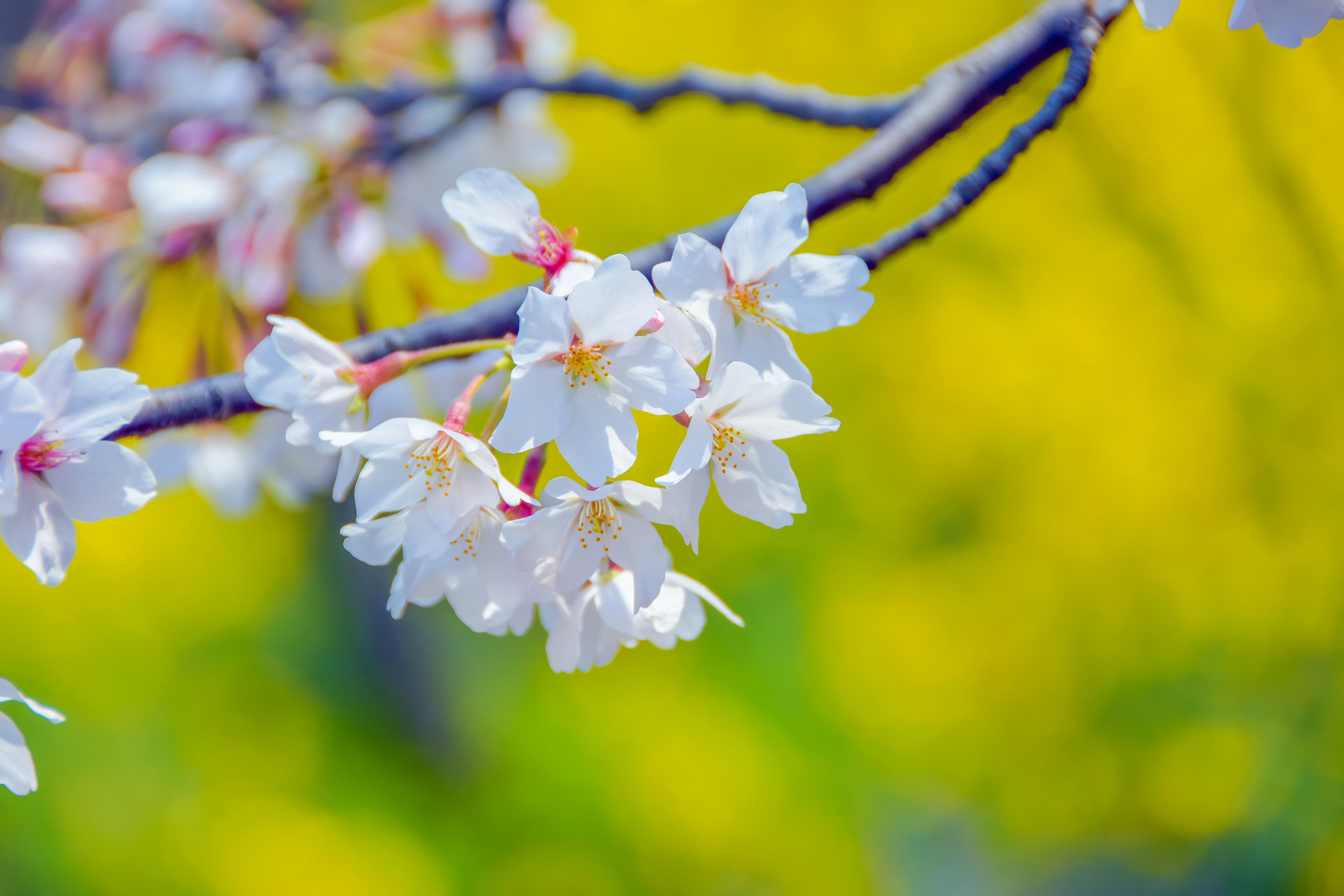 50首最美诗,三十六首桃花诗词惊艳了整个春天