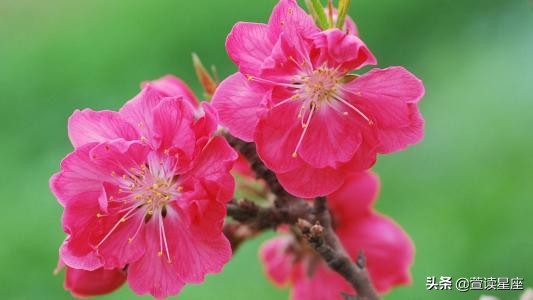 农历这几日出生的人财运特别旺,这3生肖晚年财运爆棚