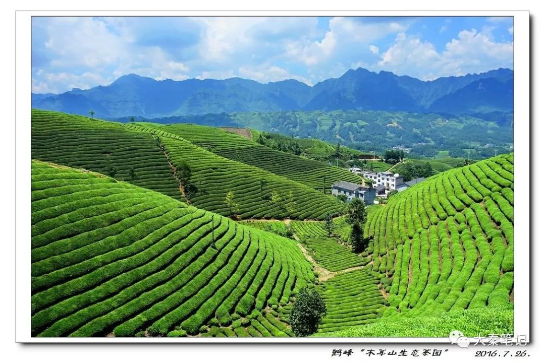 茶旅之路,茶旅最佳治愈方案