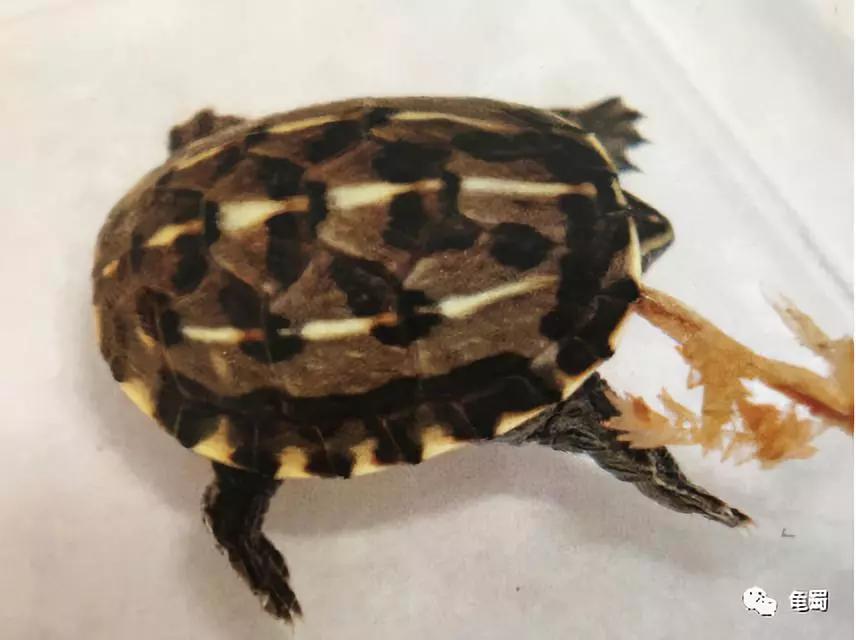 新蛋龟,蛋龟之王蛋龟