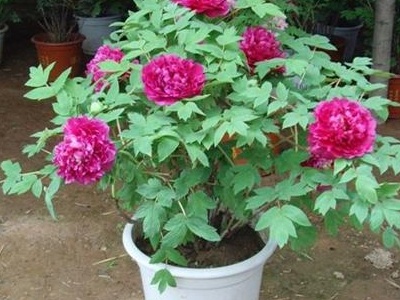 牡丹花最佳种植时间,牡丹花种子怎么种植