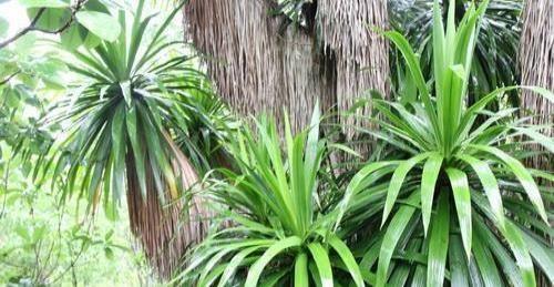 世界上最神奇的树,世界上可以杀死人的10种树木