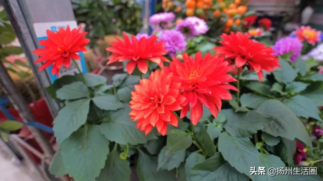 扬州盆栽花卉批发市场,扬州花木城花卉批发市场