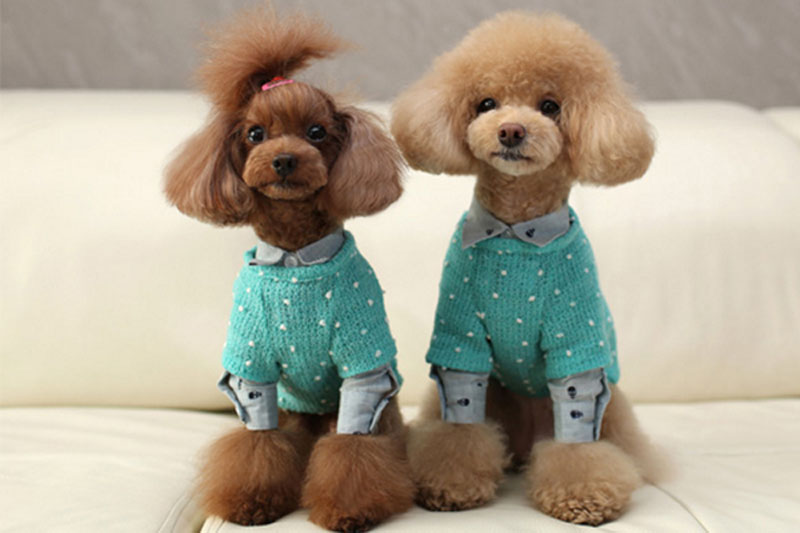 贵宾犬初次养几只合适呢,贵宾犬小型犬养的时候有什么建议