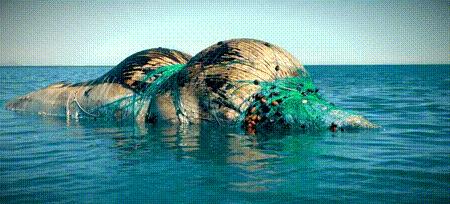 渔业危机纪录片,渔业阴谋纪录片预告