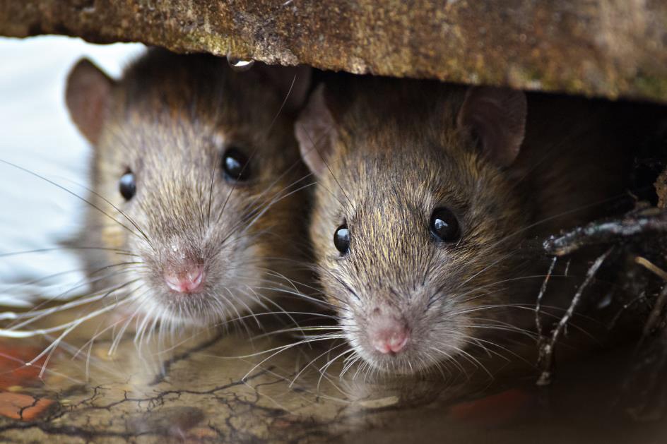 澳洲陷30年未遇鼠灾，一个女人睡觉痛醒，竟是老鼠在啃她的眼球