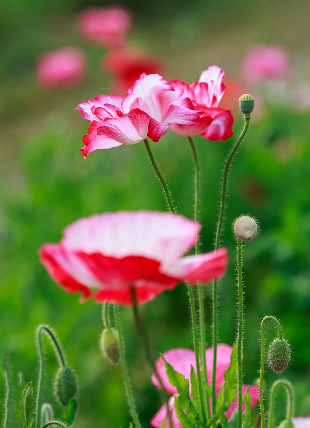 10种最毒花卉,20种大毒花
