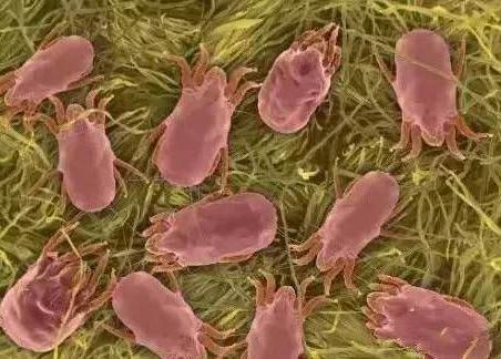 四种螨虫都是什么螨虫,皮肤上有螨虫的表现