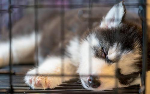 狗狗有必要训练定点,狗狗老是在家里乱尿可以笼养吗