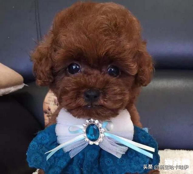 泰迪犬的叫声是怎么样的,泰迪犬的叫声录音