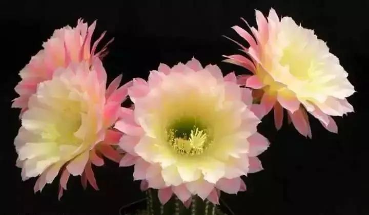 100种仙人球花图片,100种仙人球的品种视频