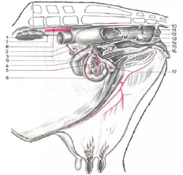 羊打针的准确位置和打针方法,羊打针肌肉注射正确部位图解