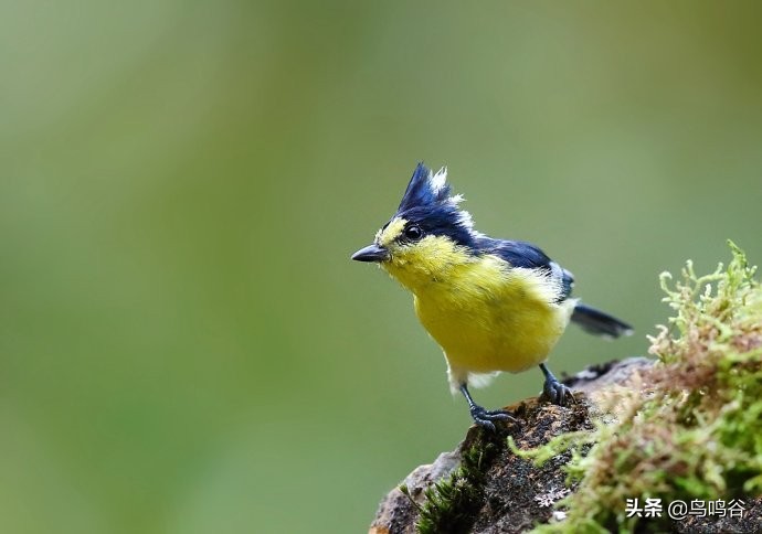 师公鸟——台湾黄山雀