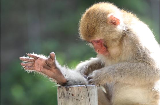 人类进化背后的万年相亲博弈：我们的祖先也爱酷哥