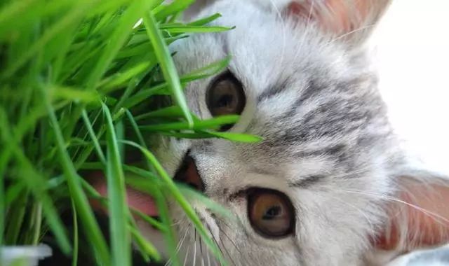 猫出去外面吃草还需要吃猫草吗,猫为什么会吃草猫草都有哪些种类