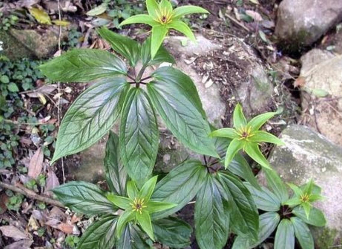 植物花草七叶莲,野生七叶莲一般生长在什么环境