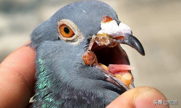 冬天信鸽常见病有哪些,信鸽病怎么治疗最有效