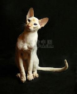 黄色背脖子白色的猫猫是啥种类,猫猫种类价格