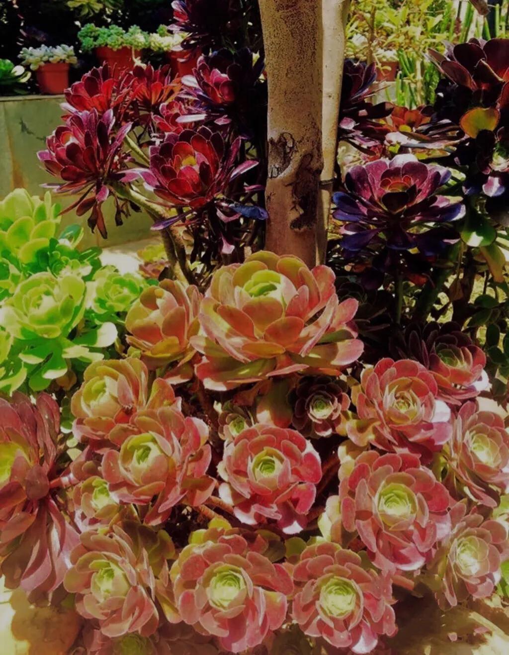 多肉法师韶羞现在能摘心吗,韶羞法师和荷兰玫瑰法师的区别