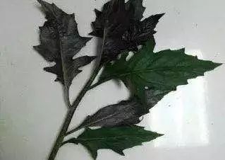 鍚冧簡杩欓亾鑿滆閫佸埌鍖婚櫌鎬ユ晳,鍚冧簡杩欓亾鑿滆閫佽繘icu鎶㈡晳