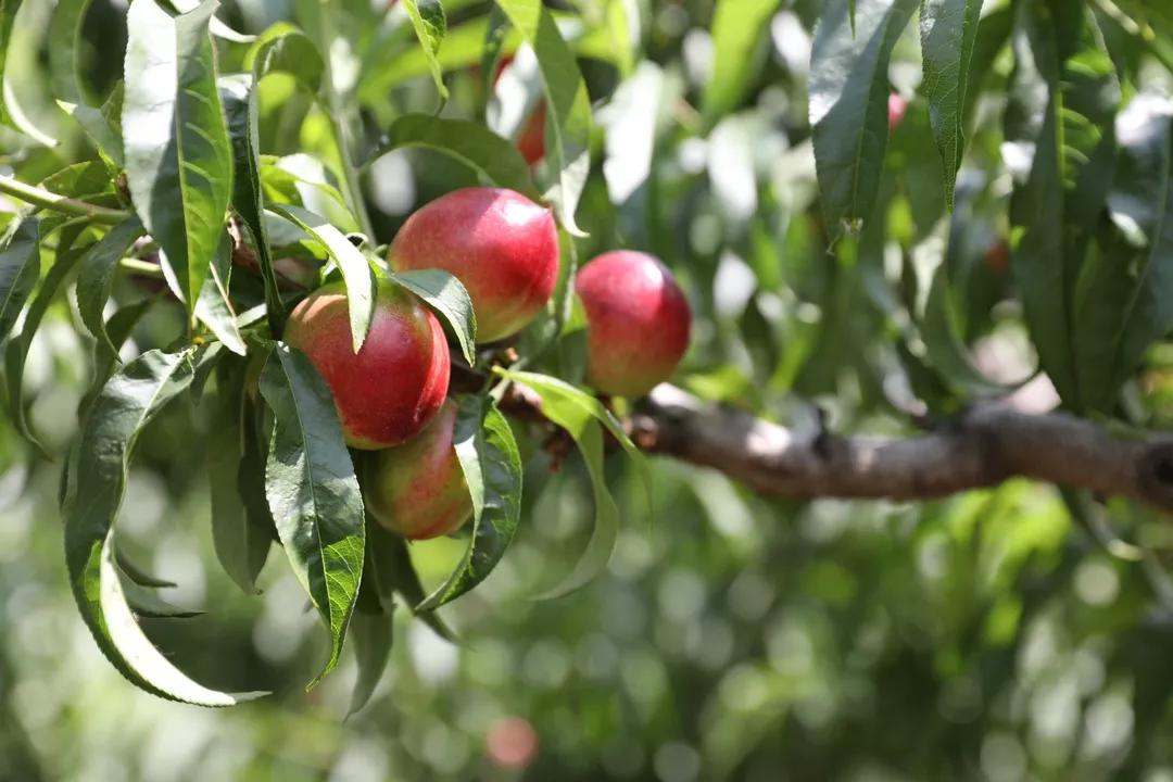 四川宜宾姑娘嫁内蒙古,四川宜宾女子出嫁