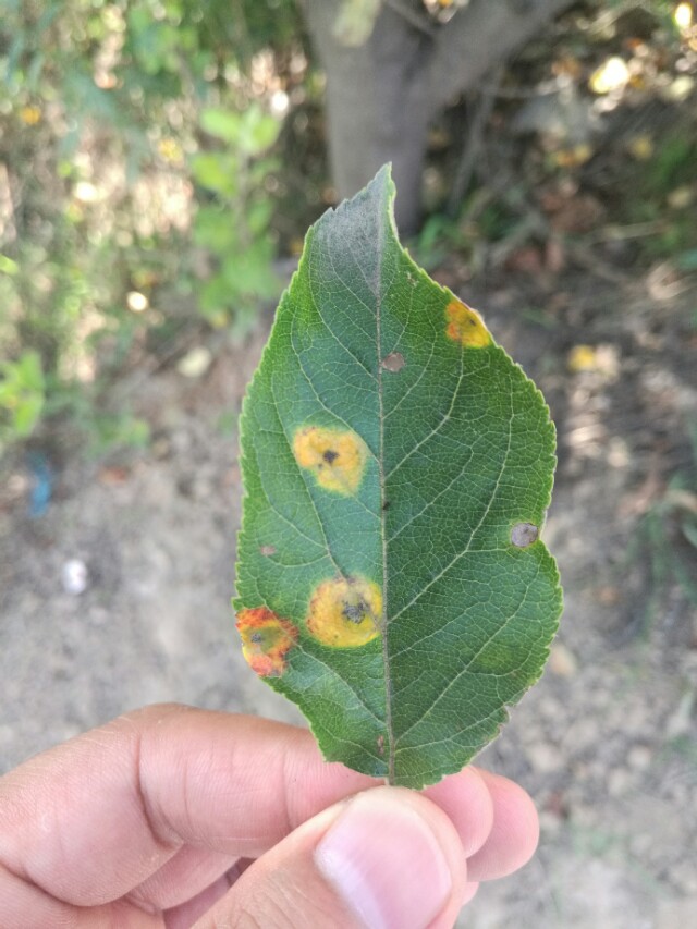 看图识病100例,看图识病图片及答案