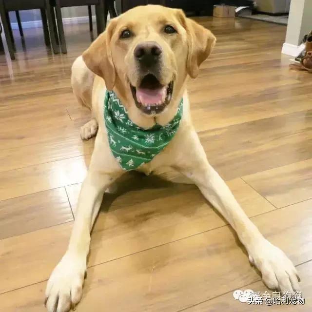 幼拉布拉多和哪个狗相似,拉布拉多幼年犬分辨